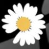 بابونه تک