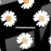 بابونه شلوغ